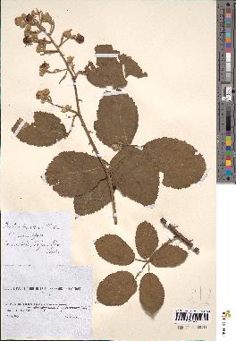 spécimen de Rubus arrigens