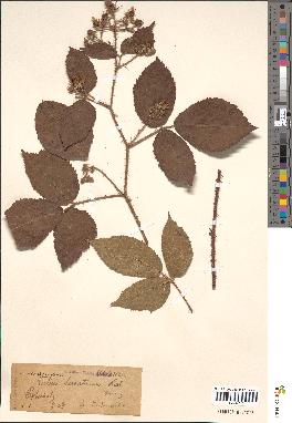 spécimen de Rubus biserratus