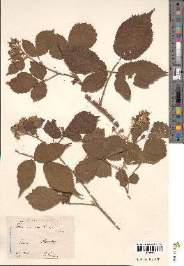 spécimen de Rubus biserratus