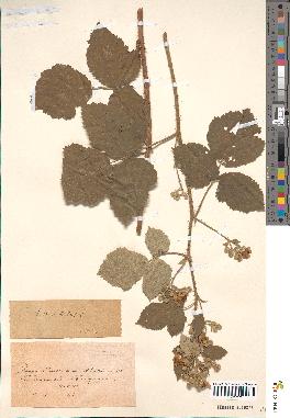 spécimen de Rubus barthianus