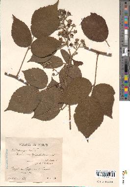 spécimen de Rubus tereticaulis