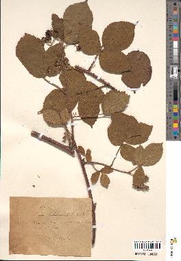 spécimen de Rubus bellardii