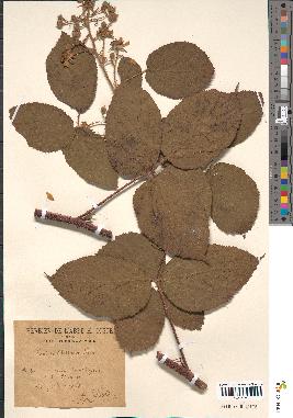 spécimen de Rubus bellardii