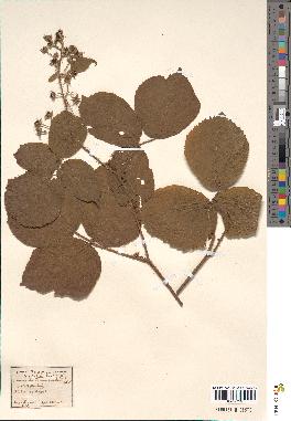 spécimen de Rubus hirtus