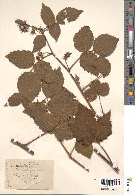 spécimen de Rubus polyacanthus