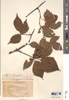 spécimen de Rubus polyacanthus