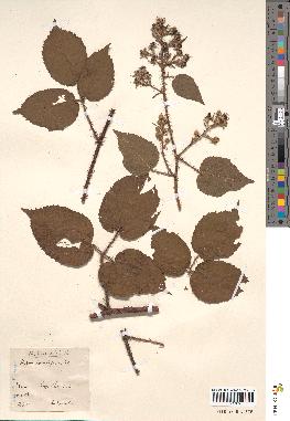 spécimen de Rubus bellardii