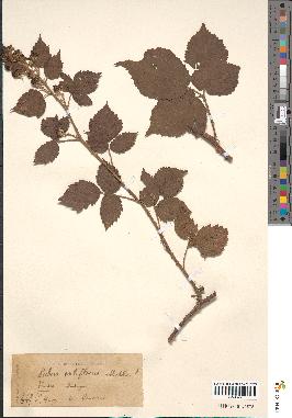 spécimen de Rubus bellardii