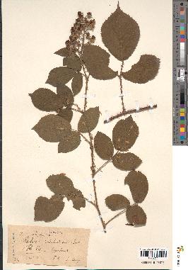 spécimen de Rubus bellardii