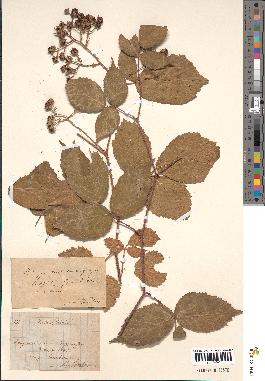 spécimen de Rubus bellardi x hirtus