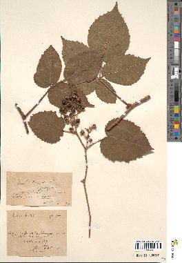 spécimen de Rubus bellardi x hirtus