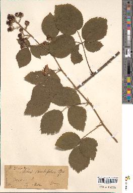 spécimen de Rubus cavatifolius