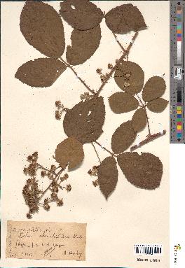 spécimen de Rubus apiculatus