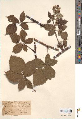 spécimen de Rubus argenteus