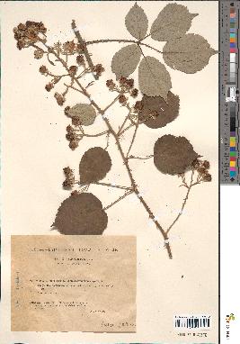 spécimen de Rubus argenteus