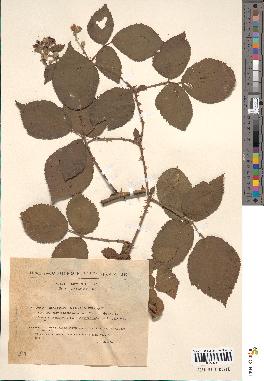 spécimen de Rubus argenteus