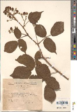 spécimen de Rubus argenteus