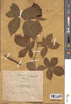 spécimen de Rubus argenteus