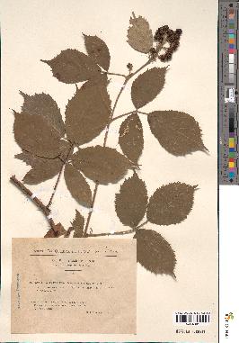 spécimen de Rubus argenteus