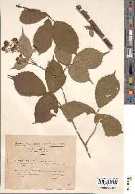 spécimen de Rubus argenteus