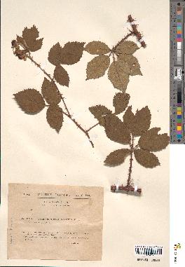 spécimen de Rubus argenteus