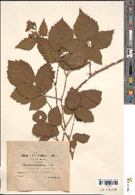 spécimen de Rubus cimbricus