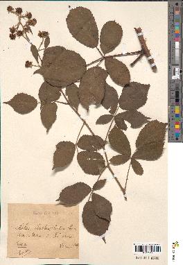 spécimen de Rubus clathrophilus