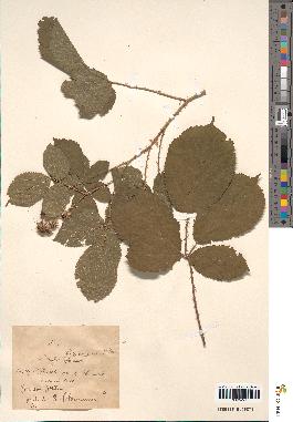 spécimen de Rubus eriostachys