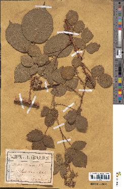 spécimen de Rubus eriostachys