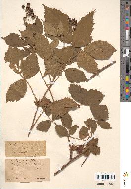 spécimen de Rubus eriostachys