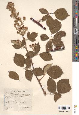 spécimen de Rubus × flavidulus