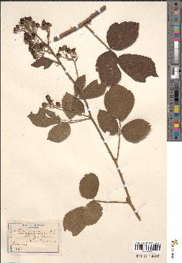 spécimen de Rubus × crassiramus