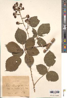 spécimen de Rubus belophorus