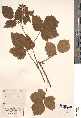 spécimen de Rubus nemorosus