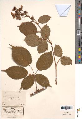 spécimen de Rubus fruticosus