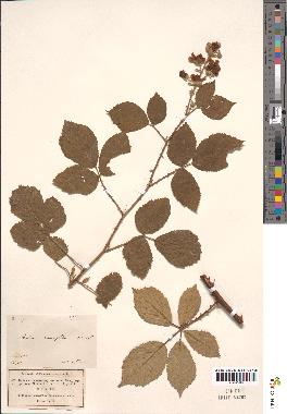 spécimen de Rubus rhamnifolius