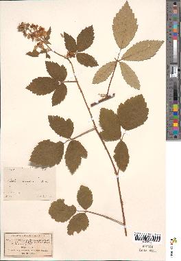 spécimen de Rubus tomentosus