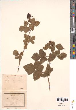 spécimen de Rubus caesius