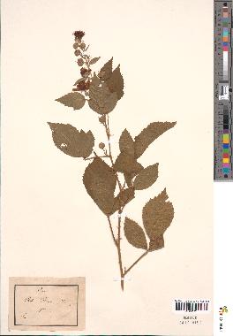 spécimen de Rubus fruticosus