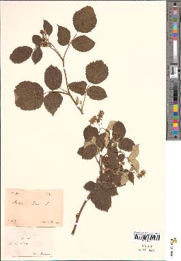 spécimen de Rubus idaeus