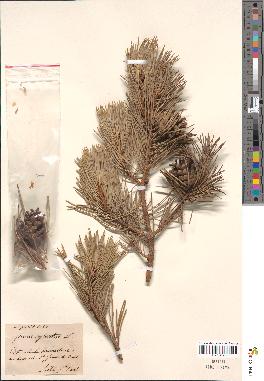 spécimen de Pinus sylvestris