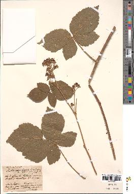 spécimen de Rubus adenoleucus