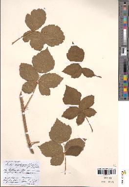 spécimen de Rubus adenoleucus