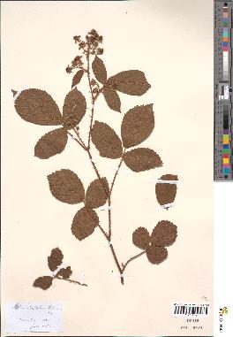 spécimen de Rubus bellardii