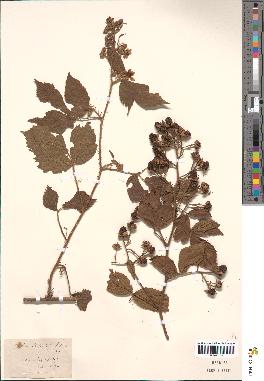 spécimen de Rubus bellardii