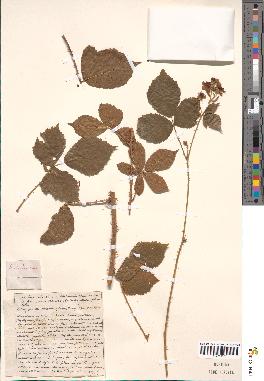 spécimen de Rubus adenoleucus