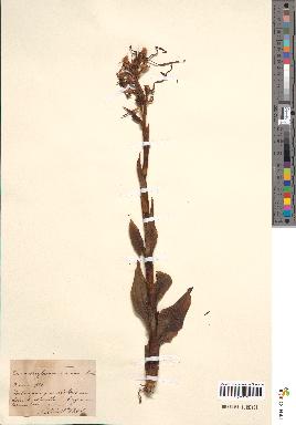 spécimen de Himantoglossum hircinum