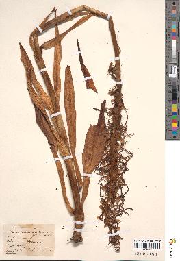 spécimen de Himantoglossum hircinum