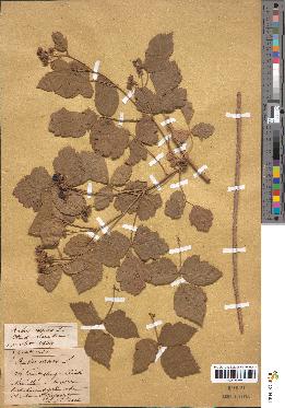 spécimen de Rubus caesius