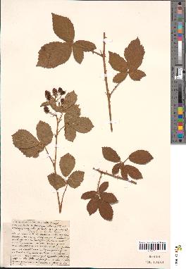 spécimen de Rubus divaricatus